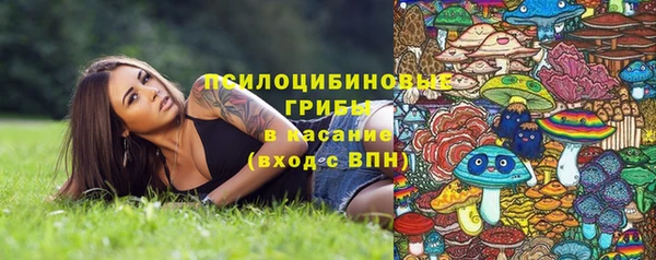 ПСИЛОЦИБИНОВЫЕ ГРИБЫ Новозыбков